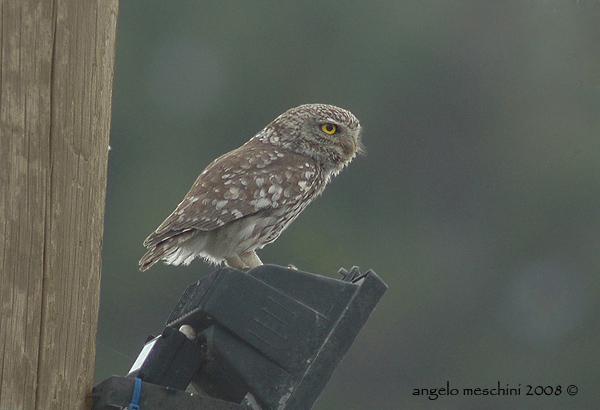 Civetta Athene noctua. Tre ritrattini.